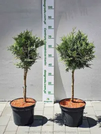 thuja-kulista-danica-szczepiona-na-pniu-50-60cm-c5-xl