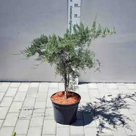 jalowiec-na-pniu-grey-owl-50-60cm-c5-zwisajacy-plozacy-odporny