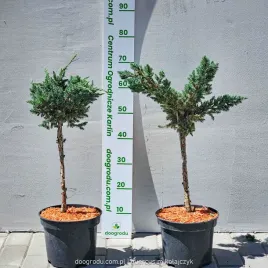 jalowiec-na-pniu-meyeri-50-60cm-c5-piekny-odporny-wytrzymaly-xl