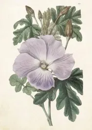 karnet-st511-b6-koperta-hibiskus