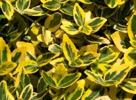 trzmielina-emerald-n-gold-na-kazde-warunki