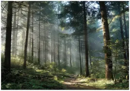 fototapeta-las-3d-drzewa-natura-krajobraz-na-sciane-sypialnia-salon-200x140