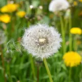 preparat-chwastobojczy-target-250-ml-stan-nowy-rodzaj-srodka-wieloskladnikowy