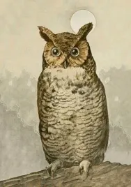 karnet-st488-b6-koperta-sowa