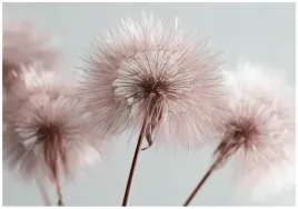 fototapeta-dmuchawce-boho-natura-roz-na-sciane-sypialnia-salon-250x175