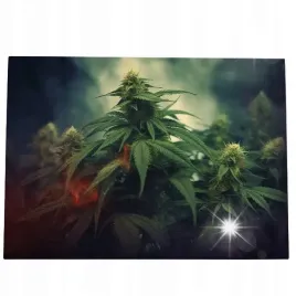 obraz-100x70-marihuana-ziolo-konopie-topy-canabis