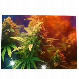 obraz-70x50-marihuana-ziolo-konopie-topy-canabis