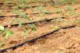 nypel-bradas-dswa01-20l-stan-nowy-kod-producenta-dswa01-20l