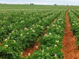 nypel-bradas-dswa01-20l-kod-producenta-dswa01-20l-rodzaj-nypel