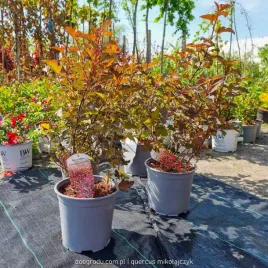 pomaranczowa-pecherznica-diable-d-or-mindia