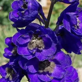 miododajna-fioletowoniebieska-ostrozka-dark-blue-black-bee