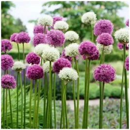 czosnek-allium-olbrzymi-ozdobny-mix-cebulki-20-szt-prezent