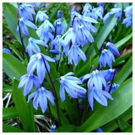 cebulica-syberyjska-scilla-syberica-cebulki-10-szt-prezent