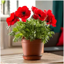 anemon-zawilec-intensywnie-czerwony-cebulki-10-szt-prezent