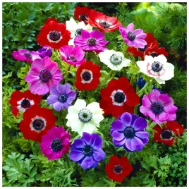 anemon-zawilec-mix-wyjatkowych-kolorow-cebulki-10-szt-prezent