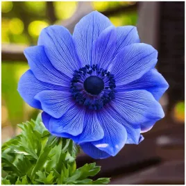 anemon-zawilec-intensywnie-niebieski-cebulki-10-szt-prezent