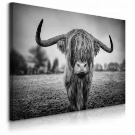 obraz-do-sypialni-dzika-krowa-szkocka-natura-czarno-bialy-pejzaz-90x60