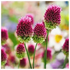 allium-shearocephalon-czosnek-glowkowaty-cebulki-10-szt-prezent