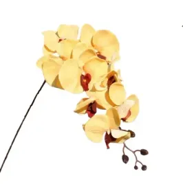 orchidea-storczyk-zolty-fuksja-105-cm-phenelopsis-8-kwiatow