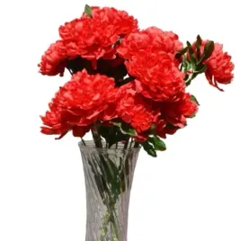 piwonia-czerwona-bukiet-peonia-8-kwiatow-glowka-16-cm