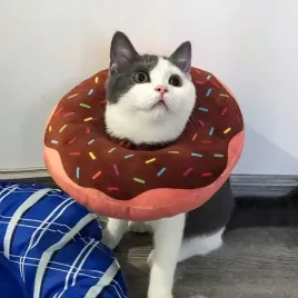 miekki-pluszowy-kolnierz-pooperacyjny-po-zabiegu-dla-kota-donut-bun-m