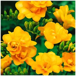frezja-pelna-zolta-freesia-double-cebulki-20-szt-prezent