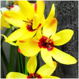 iksja-ixia-ogrodowa-yellow-emperor-cebulki-50-szt-prezent