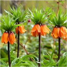 fritillaria-szachownica-cesarska-aurora-cebulki-1-szt-prezent