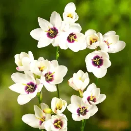 iksja-ixia-ogrodowa-hogarth-cebulki-10-szt-prezent