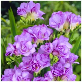 frezja-pelna-purpurowa-fioletowa-freesia-double-cebulki-10-szt-prezent