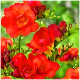 frezja-pelna-czerwona-freesia-double-cebulki-20-szt-prezent