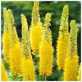 eremurus-pustynnik-himalajski-bungei-klacza-1-szt-prezent