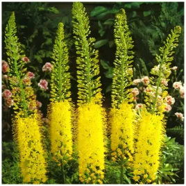 eremurus-pustynnik-himalajski-bungei-klacza-1-szt-prezent