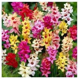 iksja-ixia-ogrodowa-mix-kolorow-cebulki-100-szt-prezent