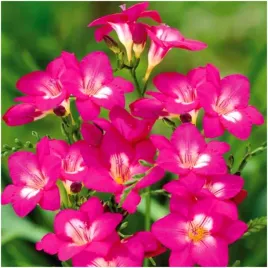 frezja-pelna-rozowa-freesia-double-cebulki-10-szt-prezent