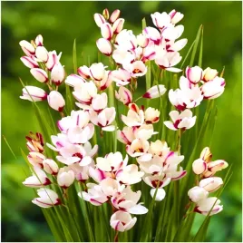 iksja-ixia-ogrodowa-spotlight-cebulki-10-szt-prezent