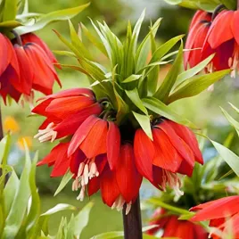 fritillaria-szachownica-william-rex-czerwona-1szt-odstrasza