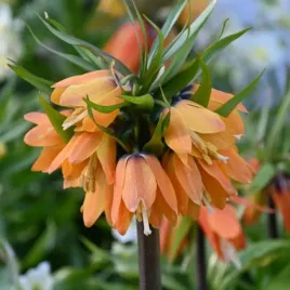 fritillaria-szachownica-korona-cesarska-sunrise-pomaranczowa-1szt-odstrasza