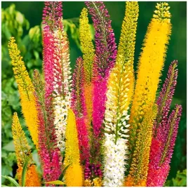 eremurus-pustynnik-himalajski-mix-klacza-3-szt-prezent