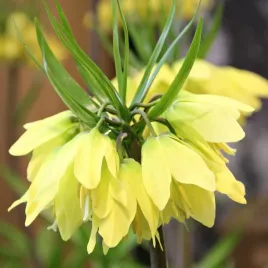 fritillaria-szachownica-korona-cesarska-helena-zolta-1szt-odstrasza-krety