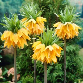 fritillaria-szachownica-korona-cesarska-orange-beauty-1-szt-pomaranczowa