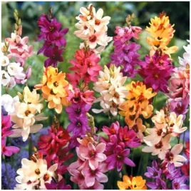 iksja-ixia-ogrodowa-mix-kolorow-cebulki-50-szt-prezent