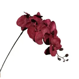 orchidea-storczyk-bordowy-fuksja-105-cm-phenelopsis-8-kwiatow
