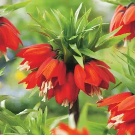 fritllaria-szachownica-korona-cesarska-rubra-maxima-czerwona-1szt-odstrasza
