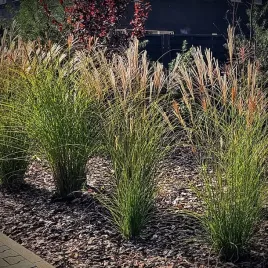 miskant-chinski-miscanthus-sinensis-yakushima-dwarf-20-40cm-c2
