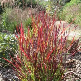 proso-rozgowate-sangria-c2-intensywna-czerwien-kompaktowa-forma