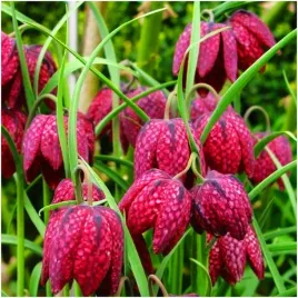 szachownica-kostkowata-fritillaria-meleagris-cebulki-10-szt-prezent