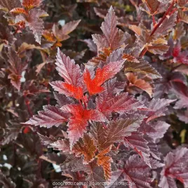 pecherznica-red-baron-c2-50-60cm-burgundowy-lisc-gesta-forma