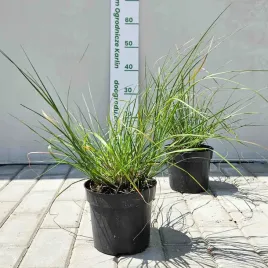 rozplenica-japonska-hameln-c2-niska-gesta-ozdobna-xl