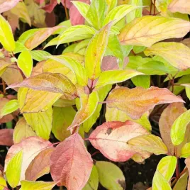 deren-bialy-neon-burst-c2-40-60cm-jaskrawy-lisc-zielonozolty